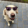 Max a rejoint le concours — aidez-le/la à gagner de superbes lots ! dog, labrador, sunglasses, outdoor, paved_path, happy, pet, canine, smiling, summer, yellow_dog, animal, grass, stone_tiles, tongue_out, cute, friendly, looking_up, sunny, playful