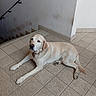 dog, labrador_retriever, pet, animal, indoor, floor, tile, stairs, wall, resting, brown, beige, calm, canine, companion, domestic_animal, laying_down, collar, quiet, relaxed