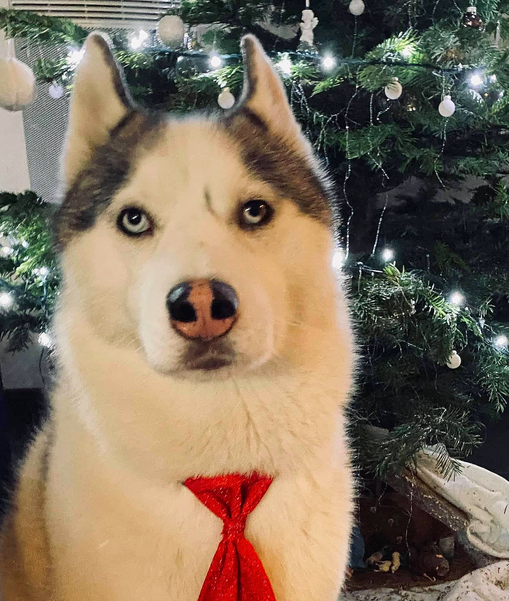 Naho participe au concours pour gagner de l'argent avec cette photo : canis, carnivore, christmas_tree, companion_dog, dog, dog_breed, event, eye, fawn, fur, fur_clothing, herding_dog, human_body, jaw, siberian_husky, sled_dog, snout, whiskers, wolf, working_animal