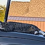 animal, building, car, car_roof, cat, daylight, domestic_cat, feline, nature, outdoor, pet, quiet, relaxed, resting, roof, sleeping, striped, tabby, tree, vehicle