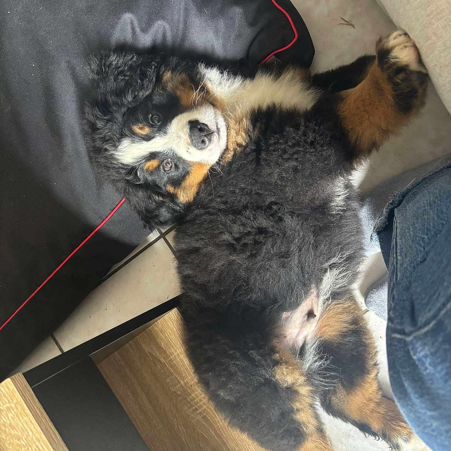 Aïko a rejoint le concours — aidez-le/la à gagner de superbes lots ! animal, blanket, canine, cat, couch, cushion, document, dog, dogbed, furniture, homedecor, indoors, interiordesign, kitten, person, pet, puppy, racket, receipt, sleeping