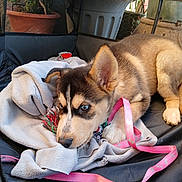 Ella joined the competition — help win amazing prizes! puppy, dog, blanket, leash, toy, playpen, indoor, pet, cozy, blue_eyes, fur, potted_plant, pink, chewing, young_dog, resting, cute, animal, domestic, pet_care