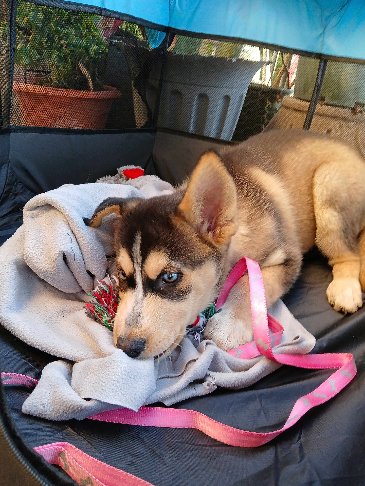 Ella joined the competition — help win amazing prizes! puppy, dog, blanket, leash, toy, playpen, indoor, pet, cozy, blue_eyes, fur, potted_plant, pink, chewing, young_dog, resting, cute, animal, domestic, pet_care