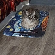 Cream joined the competition — help win amazing prizes! cat, tabby, pet, indoor, floor, mat, starry_night, art, curious, looking_up, fur, animal, whiskers, ears, relaxed, domestic, wood_floor, fabric, pattern, home