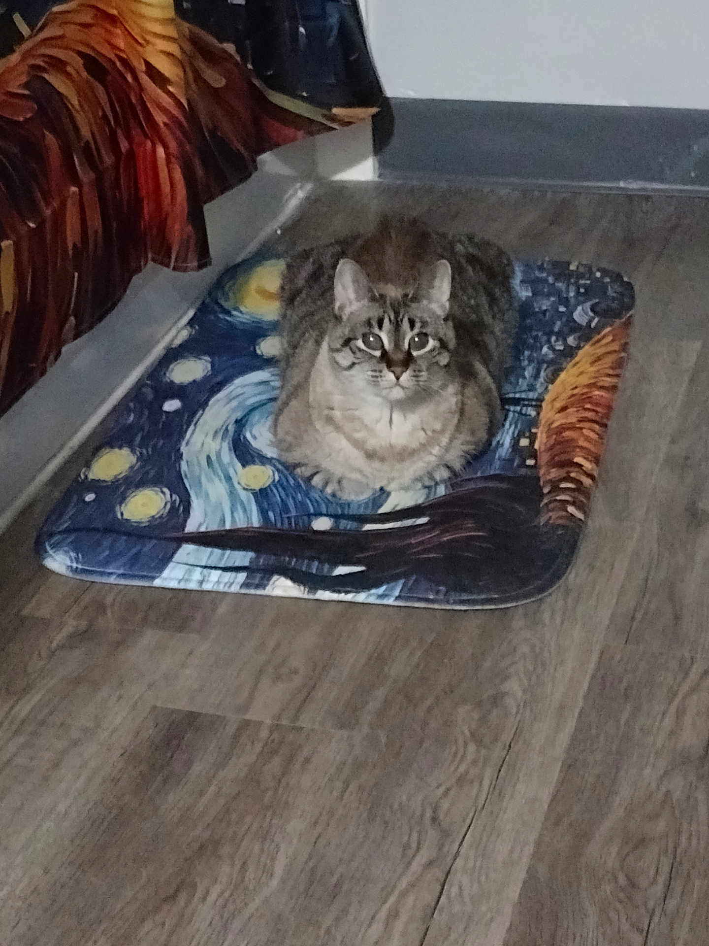 Cream joined the competition — help win amazing prizes! cat, tabby, pet, indoor, floor, mat, starry_night, art, curious, looking_up, fur, animal, whiskers, ears, relaxed, domestic, wood_floor, fabric, pattern, home