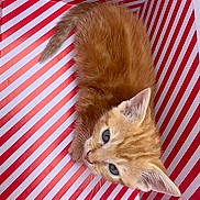 Peaches is registered to the contest to win money with this photo: kitten, cat, ginger_cat, blue_eyes, striped_box, red_and_white, pet, animal, cute, fur, whiskers, playful, small, domestic_cat, looking_up, indoor, young_cat, feline, curious, box