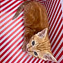 animal, blue_eyes, box, cat, curious, cute, domestic_cat, feline, fur, ginger_cat, indoor, kitten, looking_up, pet, playful, red_and_white, small, striped_box, whiskers, young_cat