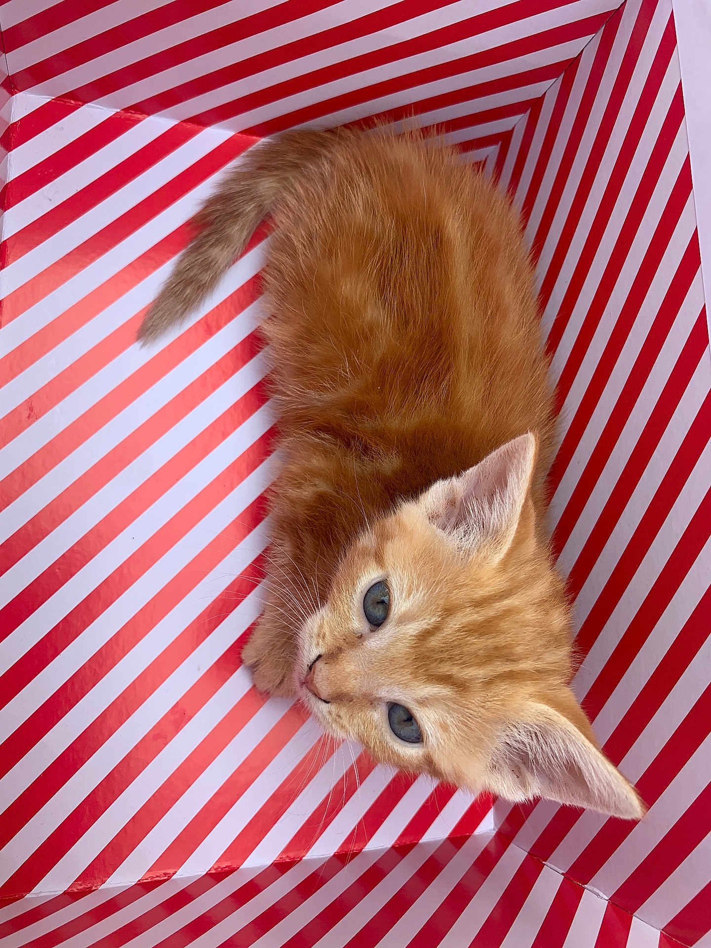 Peaches
