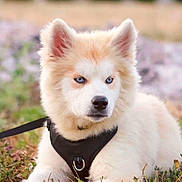 Falco a rejoint le concours — aidez-le/la à gagner de superbes lots ! puppy, dog, blue_eyes, harness, grass, outdoor, pet, canine, young_dog, fluffy, cute, animal, nature, lying_down, leash, fur, portrait, muzzle, ears, daylight