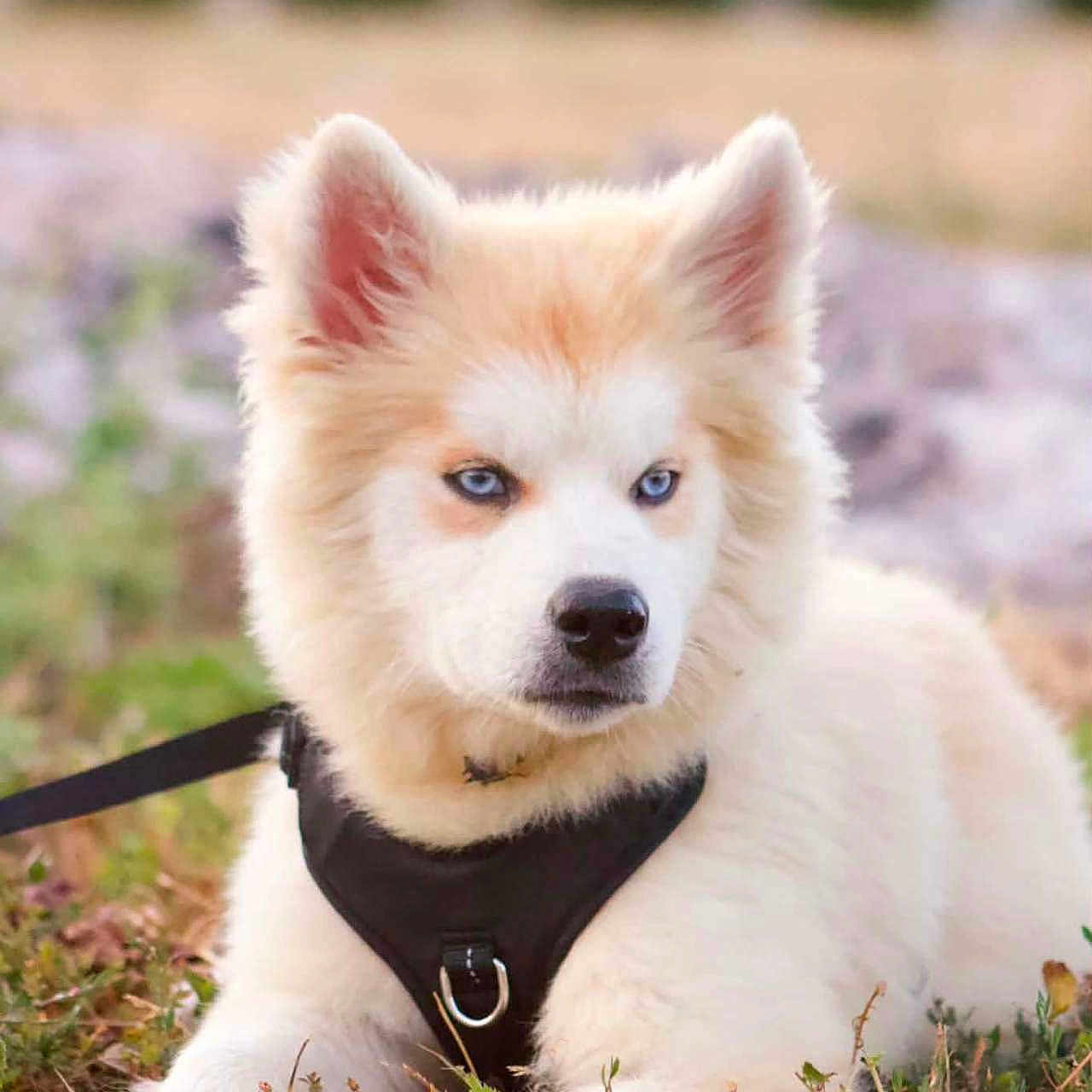 Falco a rejoint le concours — aidez-le/la à gagner de superbes lots ! puppy, dog, blue_eyes, harness, grass, outdoor, pet, canine, young_dog, fluffy, cute, animal, nature, lying_down, leash, fur, portrait, muzzle, ears, daylight