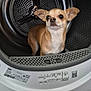 dog, chihuahua, washing_machine, appliance, inside, metal, white, small_dog, pet, curious, ears, face, standing, home, indoor, machine_drum, closeup, domestic, animal, cleaning_appliance