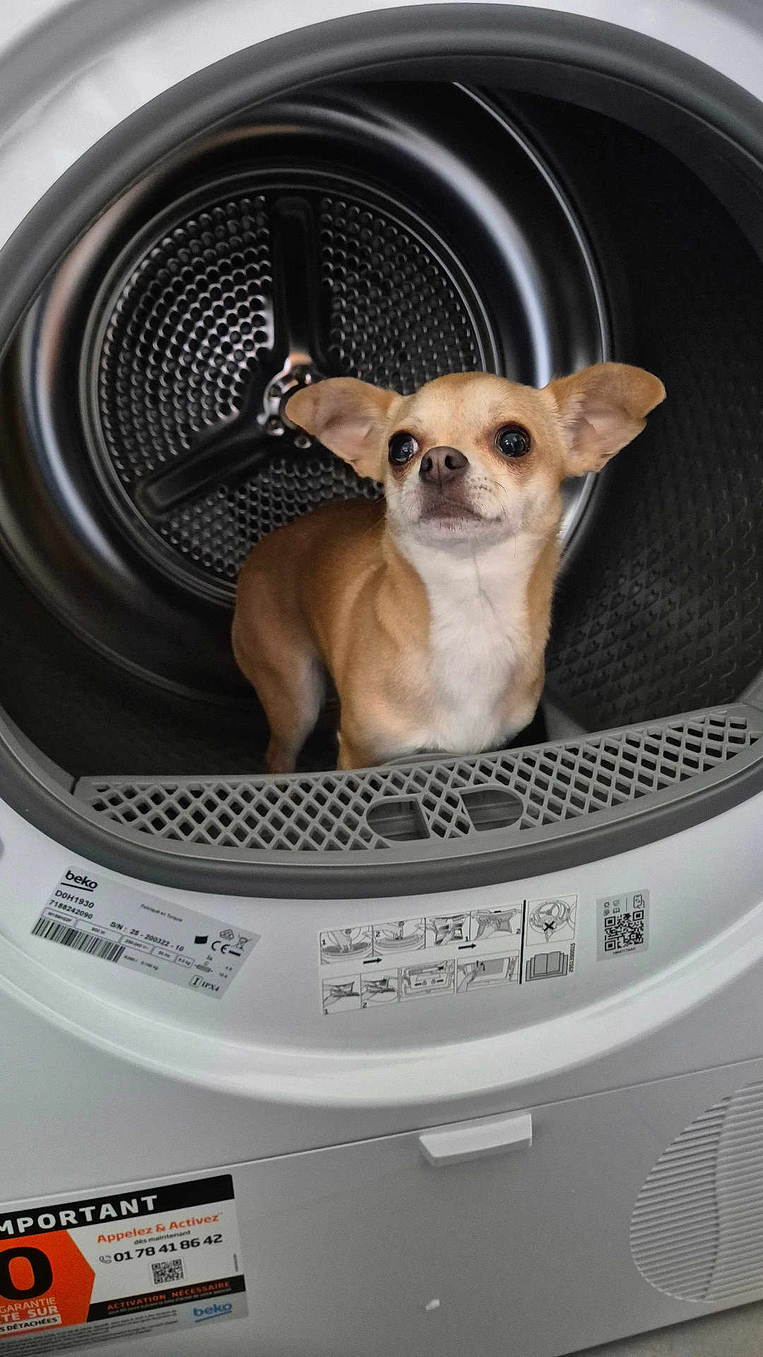 Vinyle a rejoint le concours — aidez-le/la à gagner de superbes lots ! dog, chihuahua, washing_machine, appliance, inside, metal, white, small_dog, pet, curious, ears, face, standing, home, indoor, machine_drum, closeup, domestic, animal, cleaning_appliance