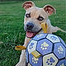 dog, puppy, pet, canine, portrait, outdoor, grass, garden, soccer_ball, football, paw_prints, toy, playing, sitting, lying_down, open_mouth, tongue, floppy_ears, collar, happy