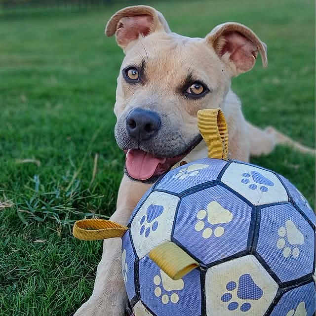 Scout