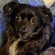 Lady joined the competition — help win amazing prizes! animal, armchair, canine, chair, chihuahua, clothing, cockerspaniel, couch, cushion, dog, eskimodog, furniture, homedecor, hound, pants, papillon, pet, poodle, puppy, terrier