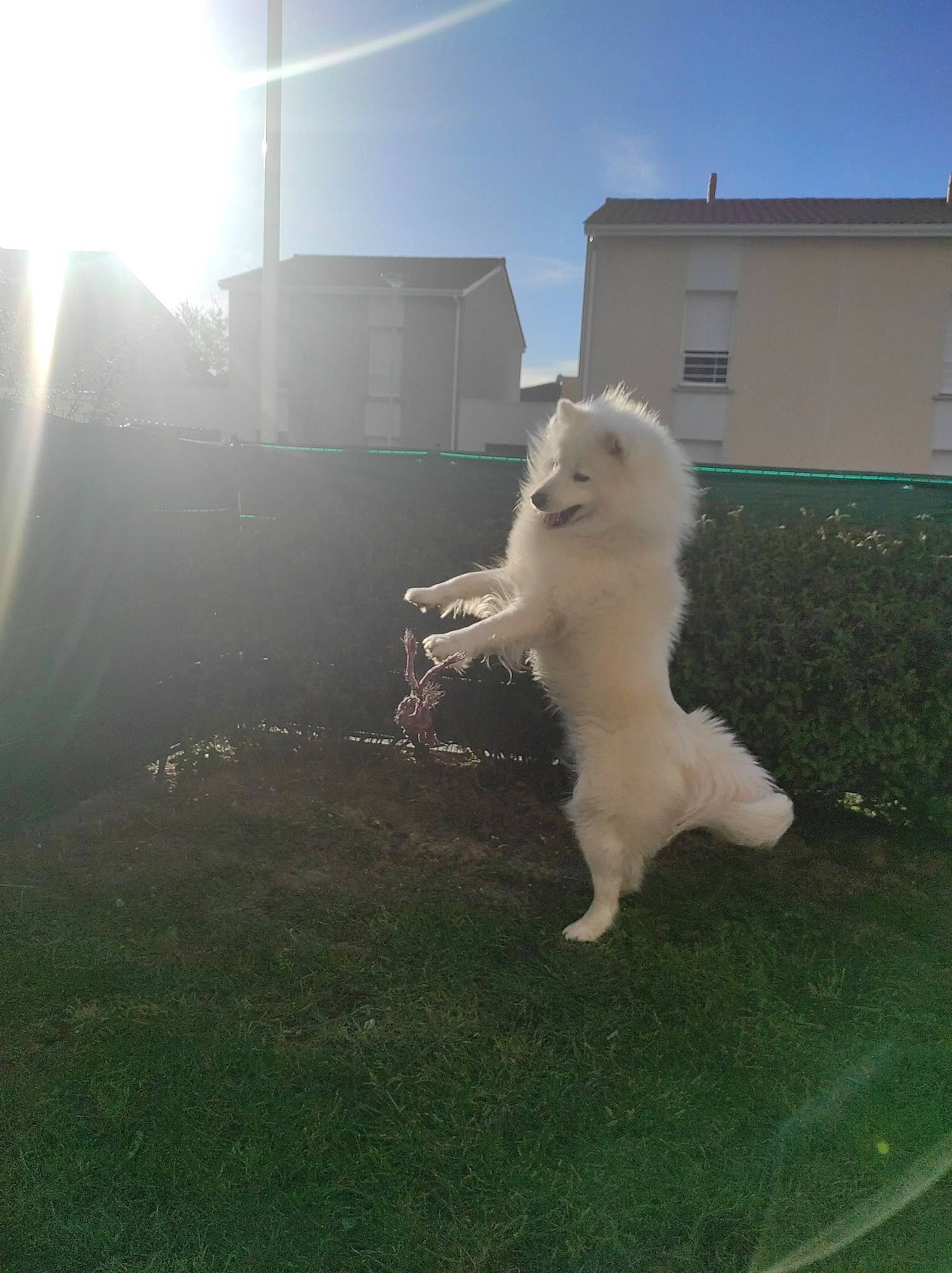 Raho participe au concours pour gagner de l'argent avec cette photo : canidae, carnivore, cat, companion_dog, dog_breed, felidae, fur, grass, lawn, lens_flare, light, pasture, plant, sitting, sky, small_to_medium_sized_cats, spitz, sporting_group, tail, whiskers