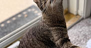 Carl joined the competition — help win amazing prizes! cat, tabby_cat, indoor, pet, animal, feline, whiskers, paw, eyes, curious, door, glass, carpet, floor, home, looking_up, stretching, striped, mammal, domestic_animal