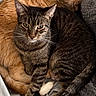 Carl is registered to the contest to win money with this photo: cat, tabby_cat, ginger_cat, pets, sleeping, cuddling, fur, whiskers, tail, closeup, animal, cute, cozy, resting, domestic_animal, two_animals, bed, blanket, relaxation, indoor