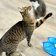 Carl is registered to the contest to win money with this photo: cat, tabby_cat, pet, animal, indoor, wooden_floor, curious, paw_raised, blurred_background, two_cats, feline, playful, domestic_cat, striped_fur, whiskers, ears, flooring, blue_object, closeup, focus