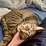 Carl is registered to the contest to win money with this photo: tabby_cat, cat, pet, bed, blanket, human_hand, indoor, relaxing, cozy, feline, striped_fur, whiskers, comfort, resting, domestic_animal, close_up, companion, sleepy, cute, warm