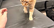 Flemming joined the competition — help win amazing prizes! black_cat, cat_walking, close_up, curious, cushion, domestic_animal, feline, floor, grey_furniture, hand, home, indoor, leather_couch, modern_interior, orange_cat, pet, pillow, soft_lighting, walking, wall