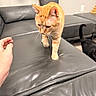 black_cat, cat_walking, close_up, curious, cushion, domestic_animal, feline, floor, grey_furniture, hand, home, indoor, leather_couch, modern_interior, orange_cat, pet, pillow, soft_lighting, walking, wall