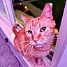 animal, blurred_background, cat, close_up, curious, ears, eyes, face, feline, indoor, night, nose, orange_tabby, pet, reflection, soft_light, tail, whiskers, window, windowsill