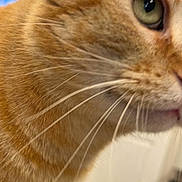 Flemming joined the competition — help win amazing prizes! animal, background_blur, cat, close_up, closeup, cute, domestic_cat, eye, face, feline, fur, green_eye, indoor, mammal, orange_tabby, pet, portrait, soft_focus, whisker_detail, whiskers