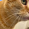 animal, background_blur, cat, close_up, closeup, cute, domestic_cat, eye, face, feline, fur, green_eye, indoor, mammal, orange_tabby, pet, portrait, soft_focus, whisker_detail, whiskers