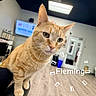 animal, black_surface, blurred_background, cat, curious, cute, door, ears, feline, flooring, focus, ginger_cat, glass_panels, indoor, modern_room, perched, pet, television, whiskers, wooden_floor