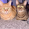 animal, brown_tabby, carpet, cat, closeup, companion, cute, domestic_animal, ears, eyes, feline, flash_reflection, fur, indoor, orange_tabby, pets, resting, two_cats, under_furniture, whiskers
