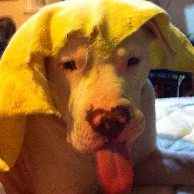 Buster is registered to the contest to win money with this photo: