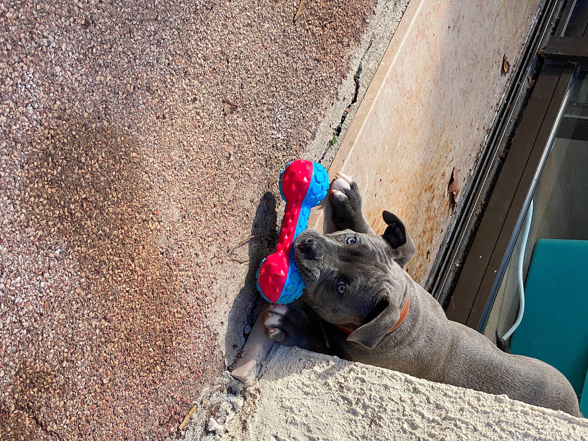 Lita participe au concours pour gagner de l'argent avec cette photo : asphalt, automotive_wheel_system, canidae, carnivore, concrete, grass, landscape, leisure, mammal, road_surface, shadow, snout, soil, sporting_group, tail, terrestrial_animal, tints_and_shades, toy, vertebrate, working_animal