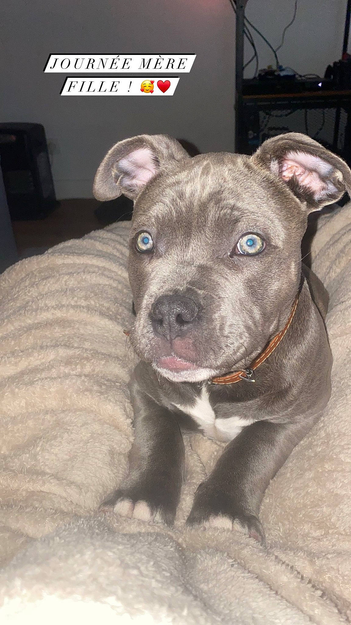 Lita a rejoint le concours — aidez-le/la à gagner de superbes lots ! canidae, carnivore, collar, companion_dog, dog, dog_breed, fawn, fur, liver, non_sporting_group, snout, sporting_group, terrestrial_animal, whiskers, working_animal