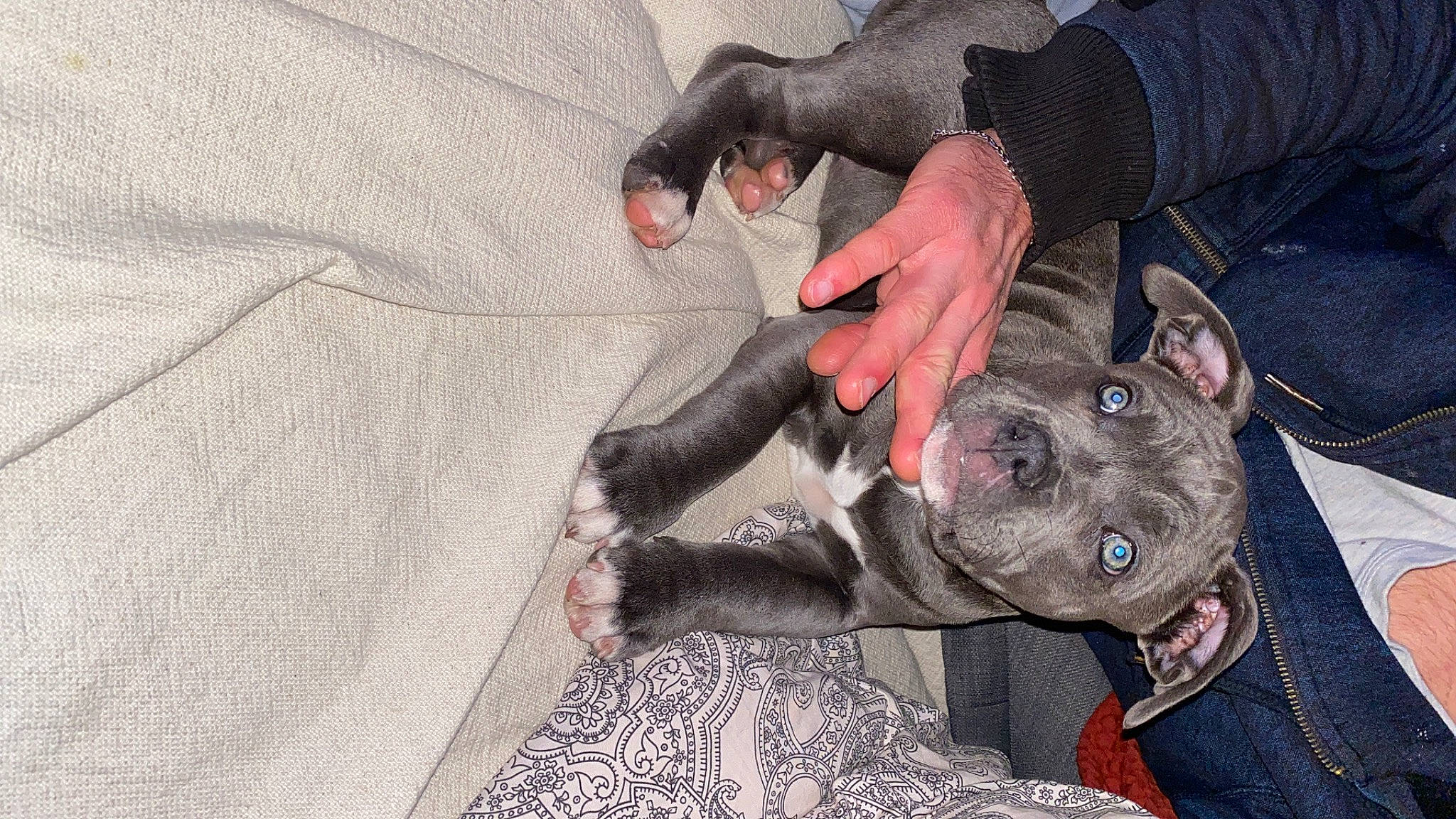 Lita a rejoint le concours — aidez-le/la à gagner de superbes lots ! canidae, carnivore, comfort, companion_dog, dog, dog_breed, dog_collar, fish, fur, gesture, grey, guard_dog, hand, nail, non_sporting_group, pattern, working_animal