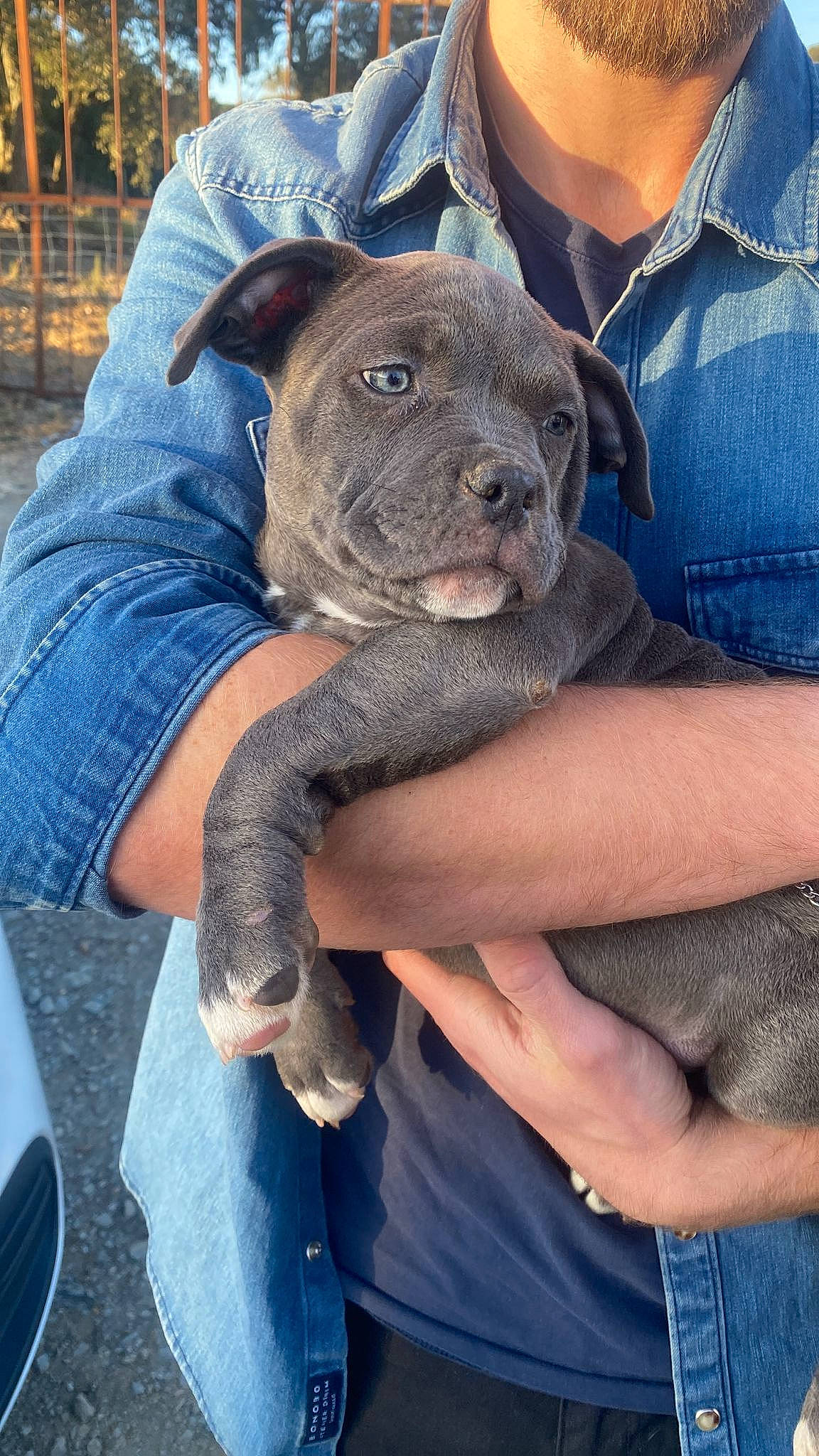 Lita a rejoint le concours — aidez-le/la à gagner de superbes lots ! blue, carnivore, clothing, comfort, companion_dog, denim, dog, dog_breed, elbow, electric_blue, fur, grey, non_sporting_group, sitting, sleeve, t_shirt, terrestrial_animal, toy_dog, working_animal