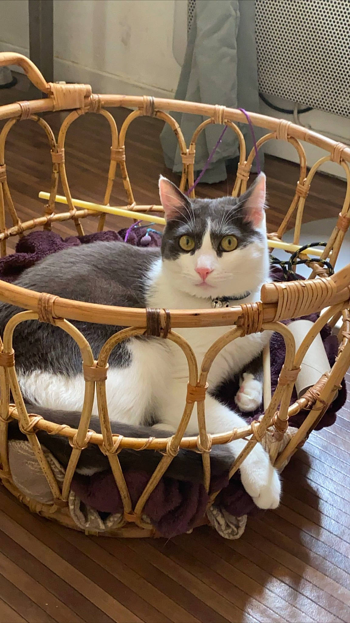 Blue participe au concours pour gagner de l'argent avec cette photo : animal_shelter, bag, basket, bicycle_accessory, box, carnivore, cat, chair, comfort, domestic_short_haired_cat, felidae, fur, metal, pet_supply, small_to_medium_sized_cats, storage_basket, wheel, whiskers, wicker, wood