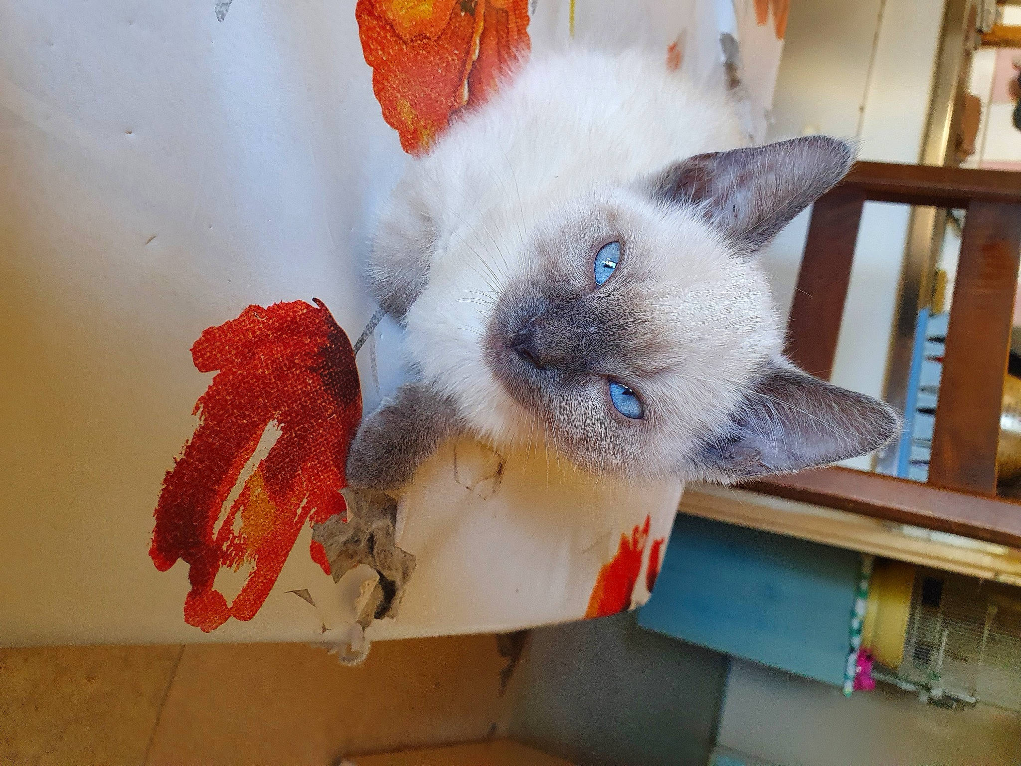 Rio a rejoint le concours — aidez-le/la à gagner de superbes lots ! balinese, birman, carnivore, cat, colorpoint_shorthair, fawn, felidae, himalayan, kitten, ojos_azules, ragamuffin, ragdoll, siamese, small_to_medium_sized_cats, thai, turkish_van, whiskers