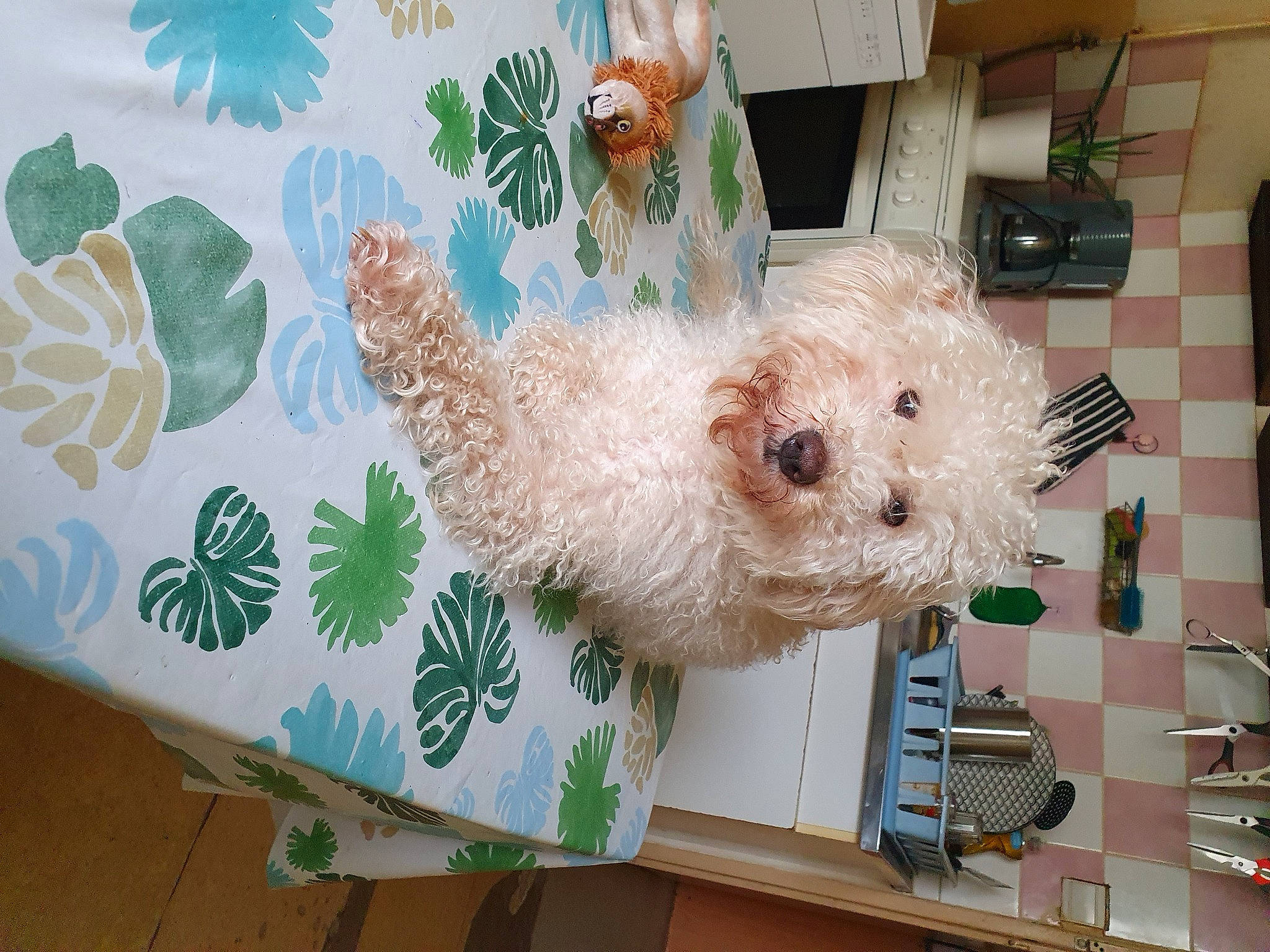 Rubis a rejoint le concours — aidez-le/la à gagner de superbes lots ! canidae, carnivore, companion_dog, dog, dog_breed, dog_clothes, dog_supply, fawn, green, labradoodle, linens, pattern, plush, room, small_terrier, sporting_group, stuffed_toy, terrier, toy, toy_dog