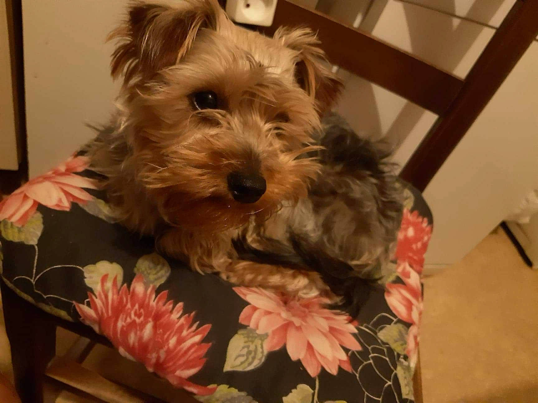 Popeye a rejoint le concours — aidez-le/la à gagner de superbes lots ! australian_terrier, cairn_terrier, canidae, carnivore, companion_dog, dog, dog_breed, glen_of_imaal_terrier, mammal, puppy, rare_breed_dog, schnoodle, scottish_terrier, small_terrier, snout, sporting_lucas_terrier, terrier, vertebrate