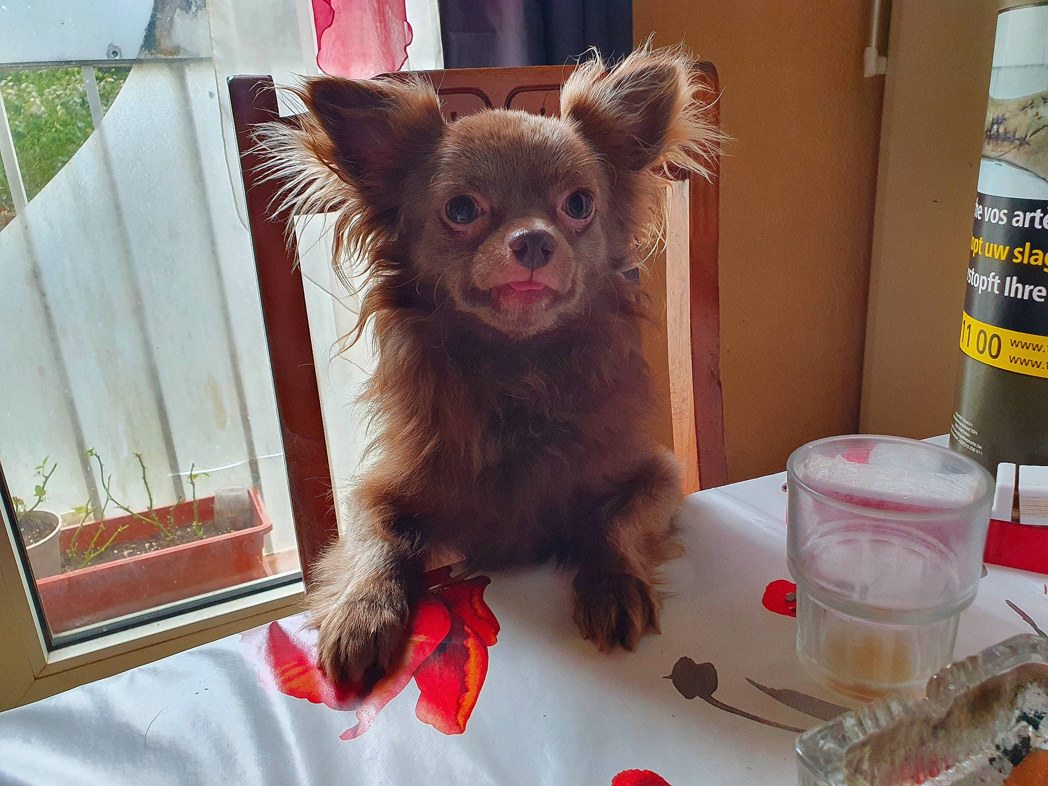 Juju participe au concours pour gagner de l'argent avec cette photo : canidae, carnivore, chihuahua, companion_dog, dog, dog_breed, fawn, liver, mammal, puppy, russkiy_toy, skin, small_terrier, snout, sporting_group, terrier, toy_dog, yorkshire_terrier
