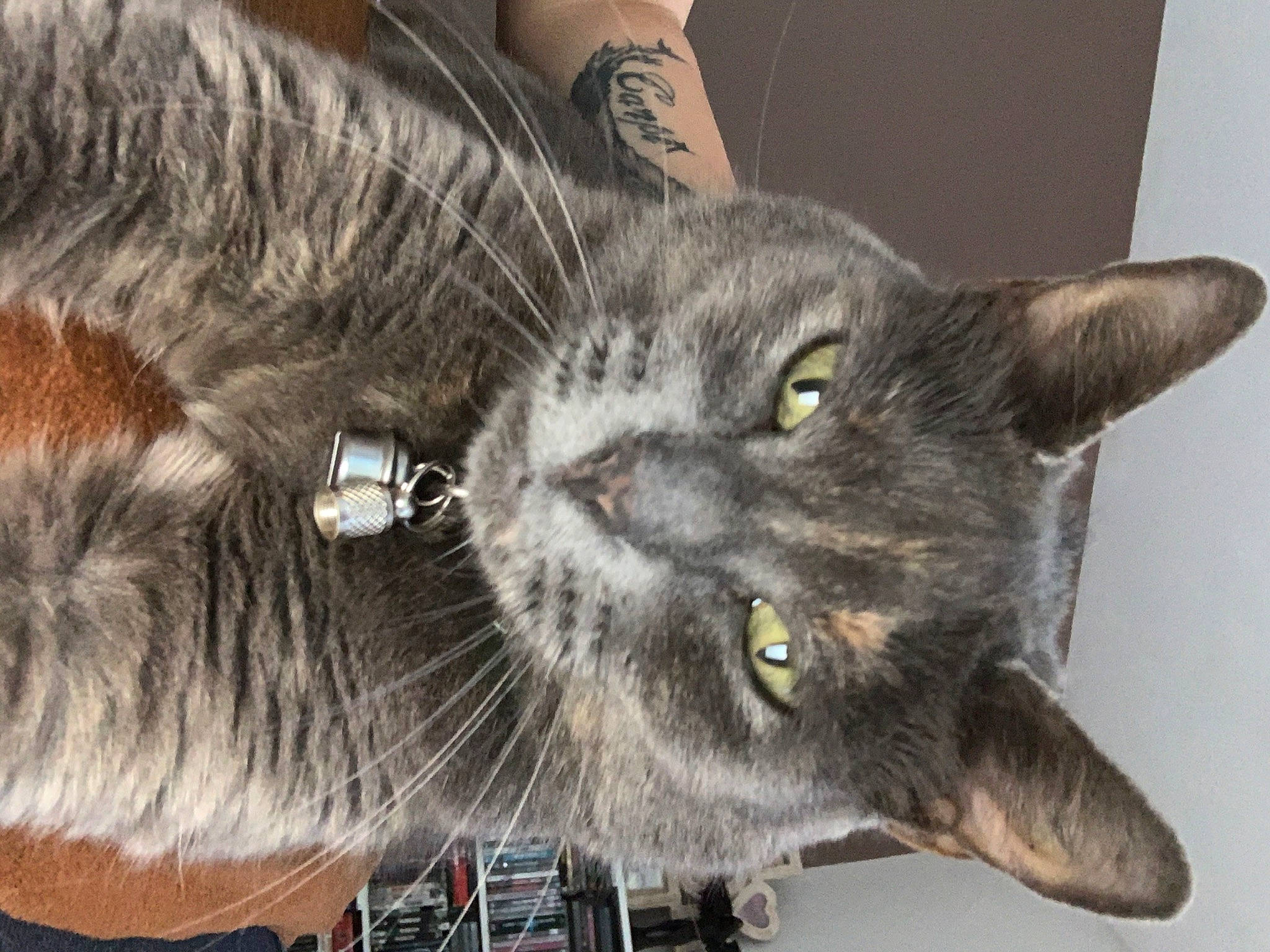 Kali participe au concours pour gagner de l'argent avec cette photo : black_cat, carnivore, cat, claw, domestic_short_haired_cat, fang, felidae, fur, grey, paw, small_to_medium_sized_cats, snout, tail, terrestrial_animal, vertebrate, whiskers, wildlife, window