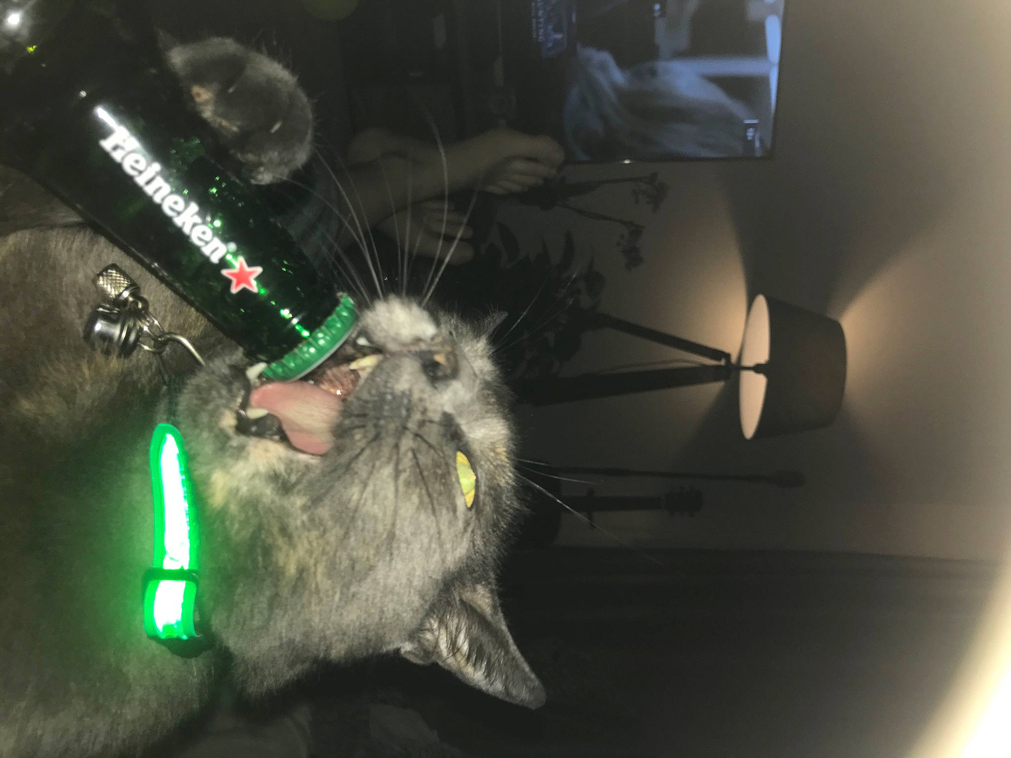 Kali a rejoint le concours — aidez-le/la à gagner de superbes lots ! automotive_lighting, circle, circuit_component, darkness, electrical_wiring, fur, glass, hamster, machine, mouse, muridae, muroidea, night, pc_game, pest, rat, rodent, tail, whiskers, white_footed_mice