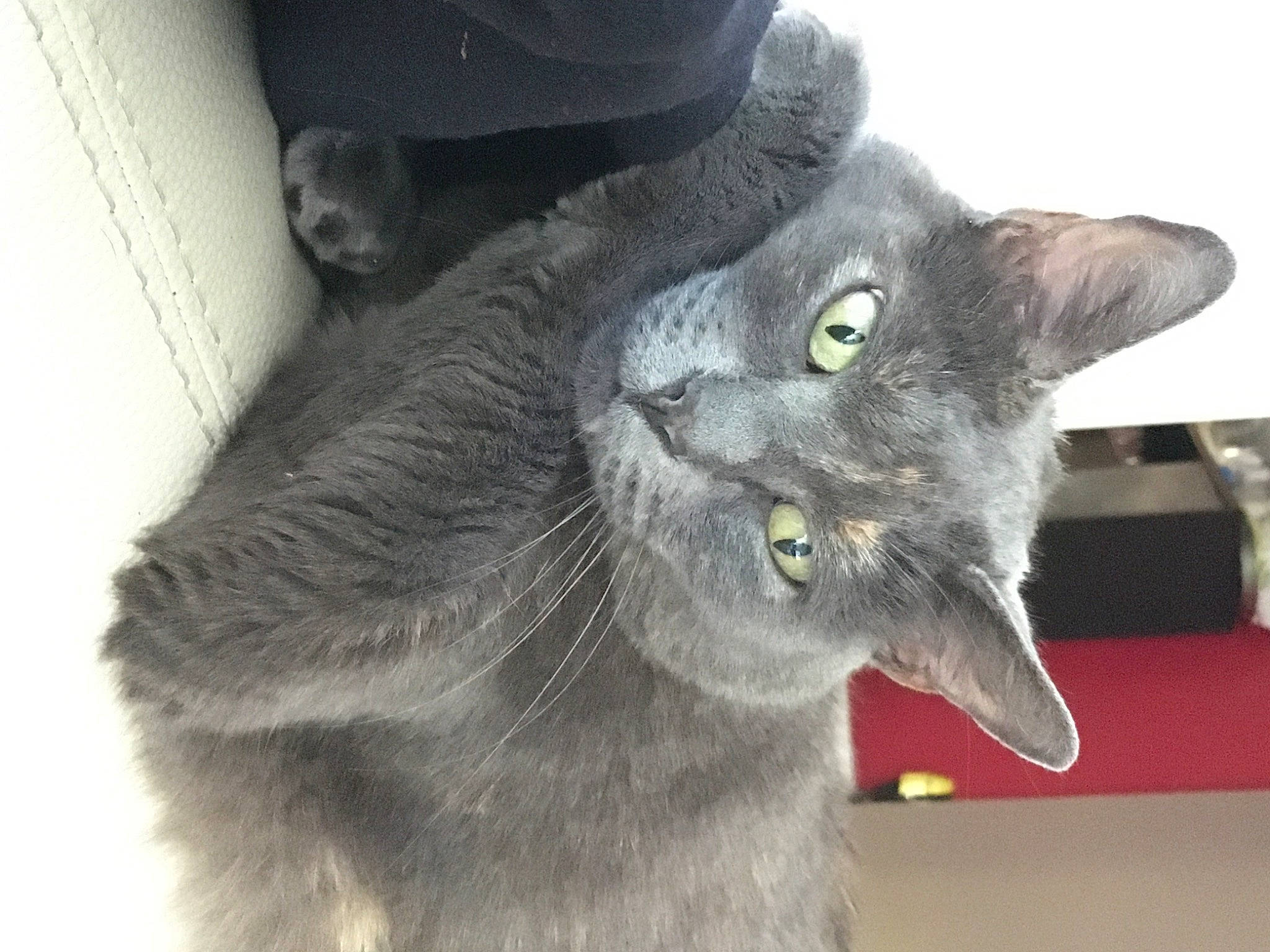 Kali participe au concours pour gagner de l'argent avec cette photo : black_cat, carnivore, cat, domestic_short_haired_cat, felidae, fur, grey, havana_brown, russian_blue, small_to_medium_sized_cats, snout, whiskers