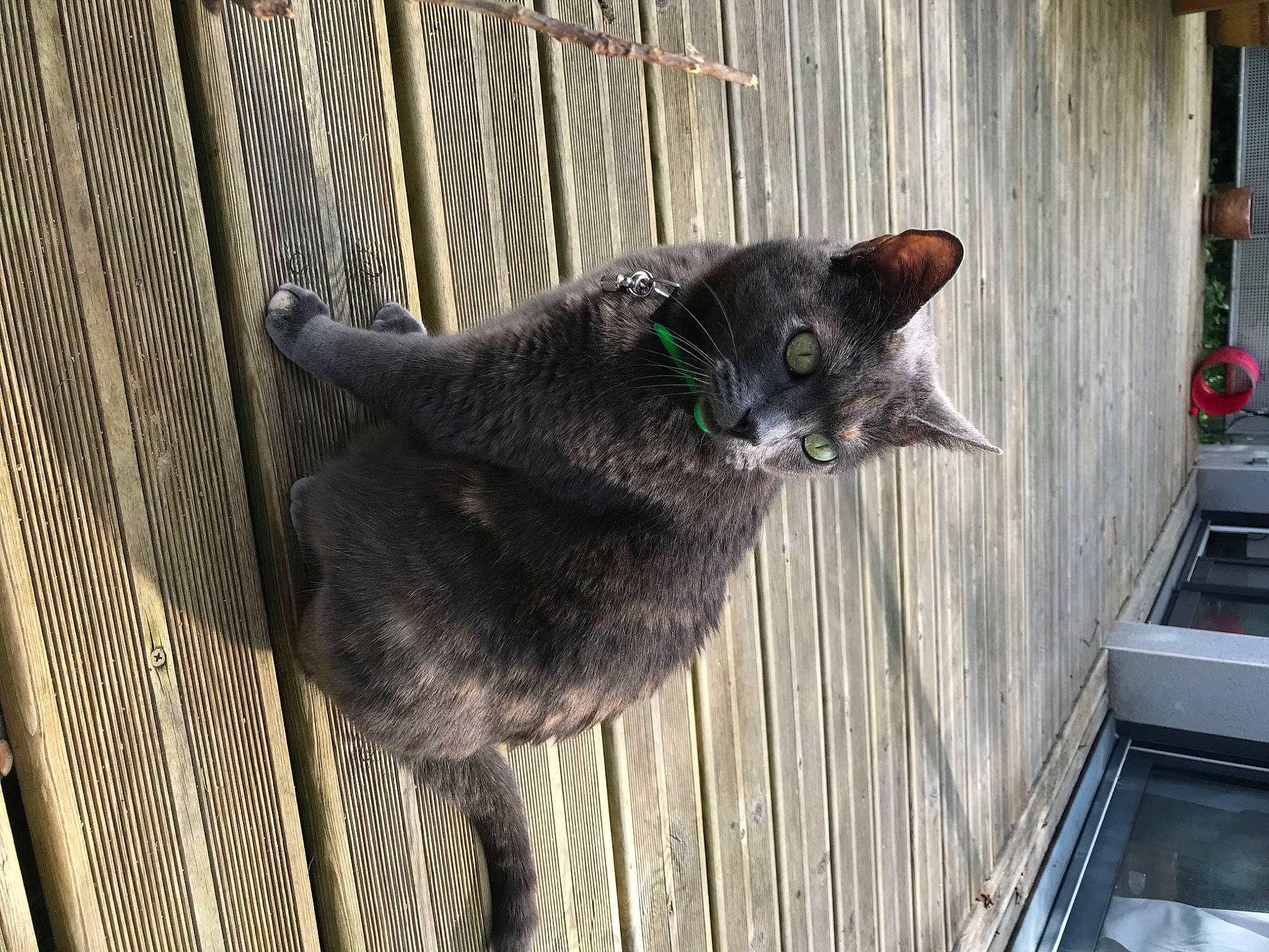 Kali a rejoint le concours — aidez-le/la à gagner de superbes lots ! animal_shelter, black_cat, cage, carnivore, cat, domestic_short_haired_cat, felidae, fur, grey, mammal, pet_supply, small_to_medium_sized_cats, snout, tail, terrestrial_animal, whiskers, window, wood