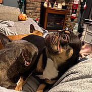 Chanel Gidget Coco is registered to the contest to win money with this photo: dog, couch, blanket, indoor, holiday, stockings, fireplace, ornaments, pet, relaxed, fur, ears, snout, home, cozy, resting, living_room, decorations, multiple_dogs, furniture