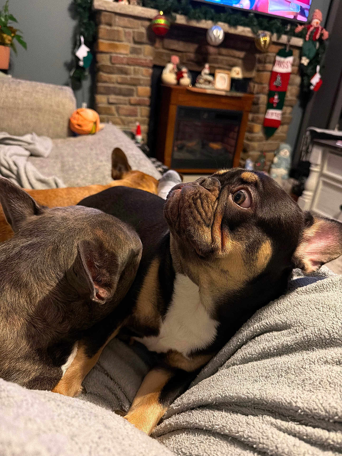 Chanel Gidget Coco is registered to the contest to win money with this photo: dog, couch, blanket, indoor, holiday, stockings, fireplace, ornaments, pet, relaxed, fur, ears, snout, home, cozy, resting, living_room, decorations, multiple_dogs, furniture