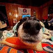 Pip is registered to the contest to win money with this photo: dog, nose, close_up, toy, indoor, wood_paneling, blanket, whiskers, pet, animal, snout, cozy, colorful, texture, household, fur, playful, resting, muzzle, room