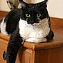 Doudoune participe au concours pour gagner de l'argent avec cette photo : cat, black_and_white, feline, pet, animal, indoor, wooden_furniture, dresser, paw, curious, relaxed, lounging, close_up, whiskers, ears, eyes, domestic_animal, fur, resting, household