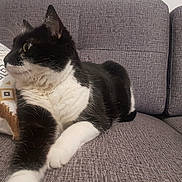 Doudoune participe au concours pour gagner de l'argent avec cette photo : cat, black_and_white, feline, pet, indoor, couch, furniture, pillow, relaxed, stretching, whiskers, fur, side_view, home, curious, seated, domestic_animal, cozy, living_room, resting